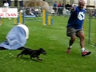 Concours GPF Hellemes Sweep Jagdterrier