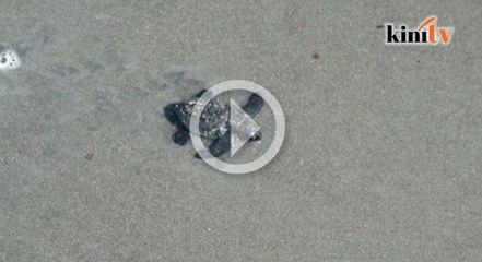 Telur penyu terancam suhu panas di Panama