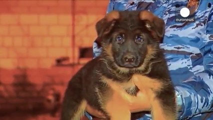 Le chien Dobrynya pour remplacer Diesel, victime de Daesh