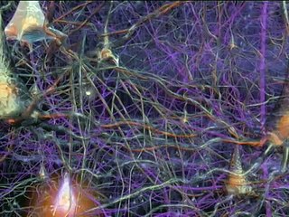 The Brain: Our Universe Within - Evolution