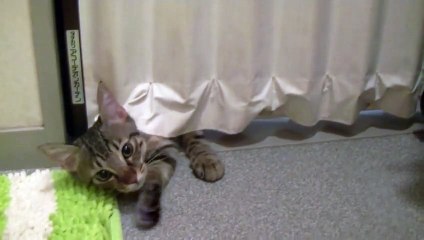 カクカク動いて隙間から入ってくる猫（面白い＆可愛い子猫）The cat which moves little by little