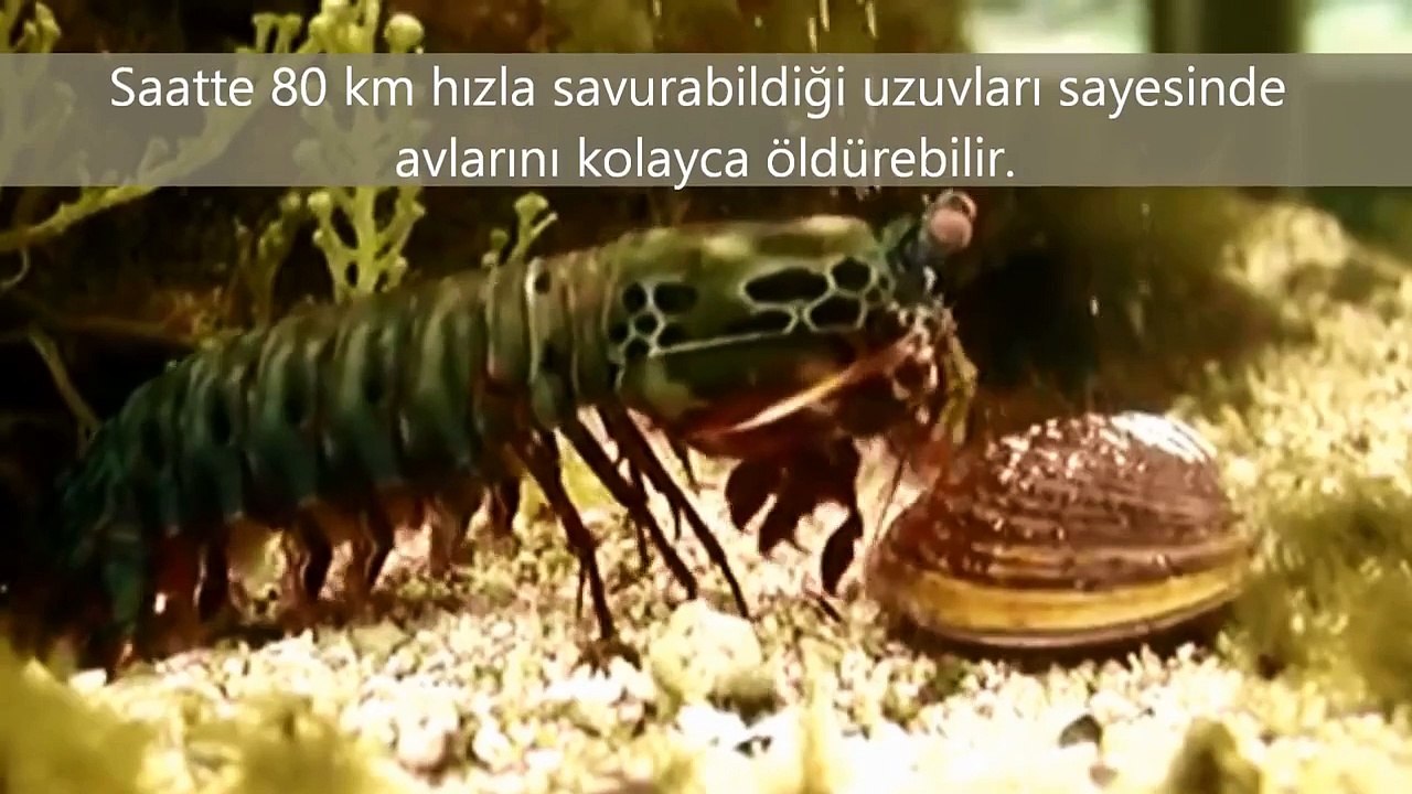 Çok İlginç Avlanma Tekniğine Sahip 5 Hayvan