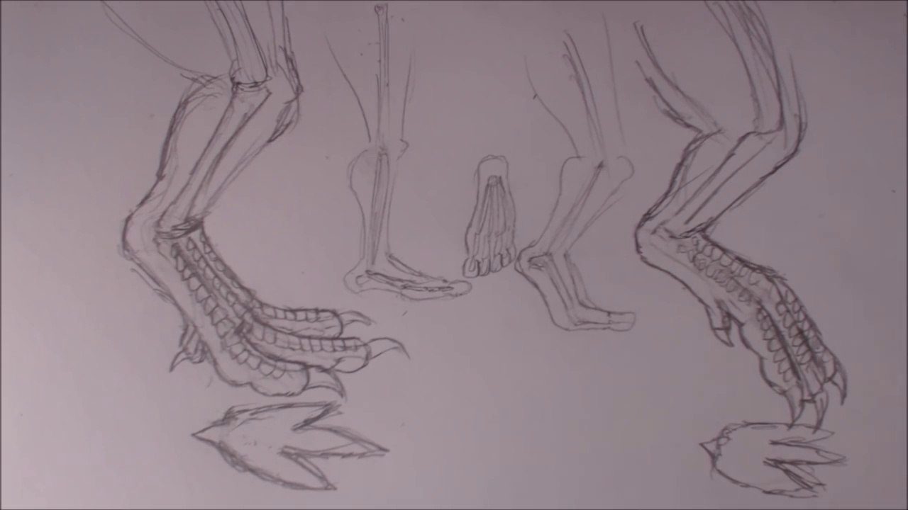 Dinosaur Feet Drawing Tutorial Basic Principles of Dinosaur Feet and Legs