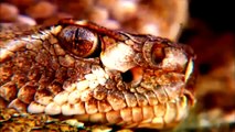 Documentary Animals Full Episodes - National Geographic 2015 : Poison Snake!