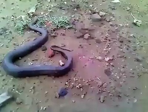 اپ کو میرا چیلنج ہے کہ آپ نے اپنی زندگی میں کبھی بھی سانپ کو بچے پیدا کرتے ہوے نہی دیکھا ہوگا اور وہ بھی اتنے سارے ۔