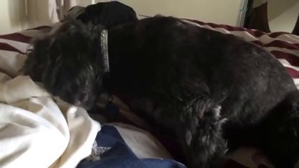 Ce chien a été trouvé dans la rue, ce qu’il fait à un bébé qui dort est surprenant!