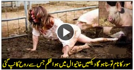 WORLD'S MOST BIZARRE Cows in Australia