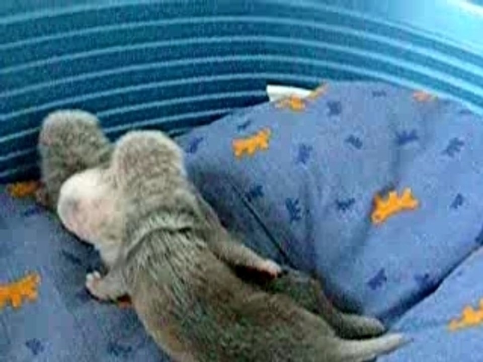 les bébés de Vega à 16 jours