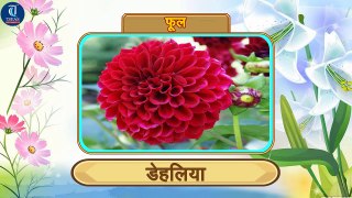 Learn Names of Flowers in Hindi | Animation Video for Kids