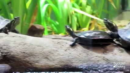 Ashish Dewan - Trip to the Toronto Zoo