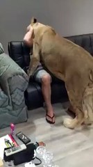 Animal must watach