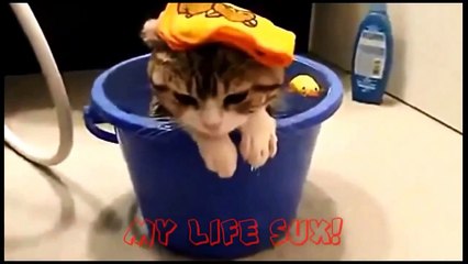 Funny Cats Compilation [Most See] Funny Cat Videos Ever Part 1