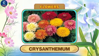 Learn Names of Flowers | Flower Names in Animation Video | Learning for Kids