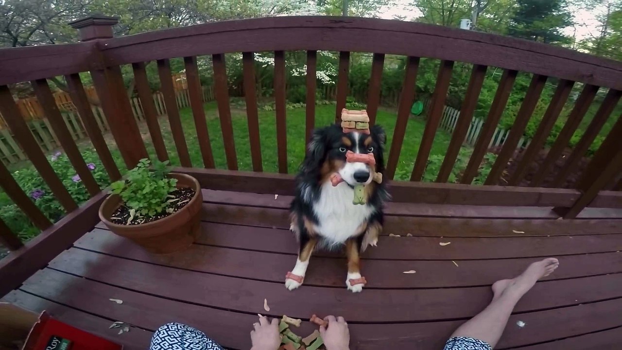 Elle fait un Jenga sur la tête de son chien. Animal imperturbable!