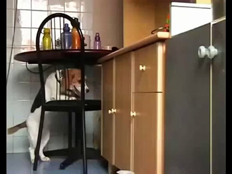 Sly Dog wheelchair used to steal food