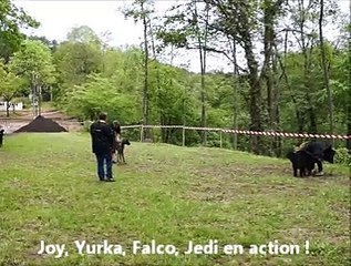 Formation éducation canine chez Vox Animae