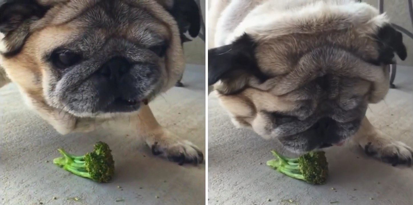 Brokoli Yiyen Köpek Komik Sesler Çıkarıyor