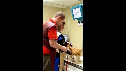 Smithfield Road Veterinary Hospital, PLLC