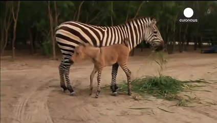 Video_ Rare 'zonkey', zebra-donkey baby, born naturally in Mexico