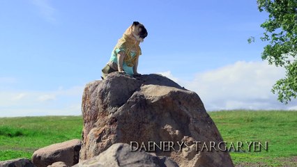 The Pugs of Westeros