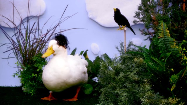 DuckTales Theme Song With Real Ducks