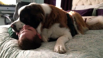 Huge Saint Bernard dog being needy