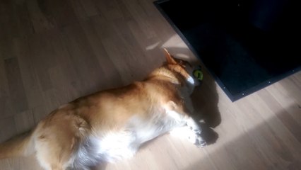 My Corgi...derping with the ball