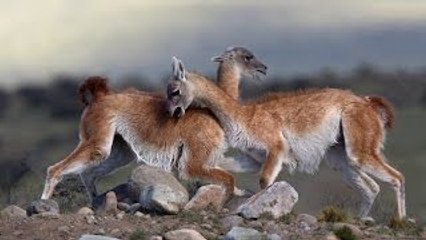 Vida selvagem no Deserto do Atacama