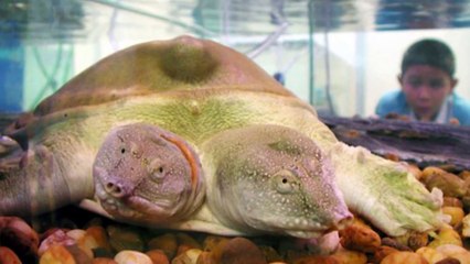 Top 10 Two Headed Animals