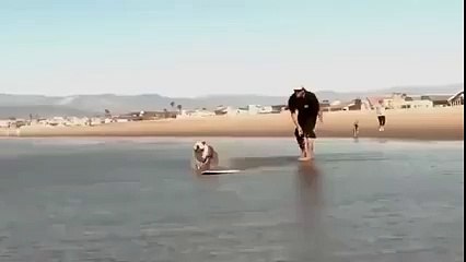 Amazing Dog Surfing In The Sea