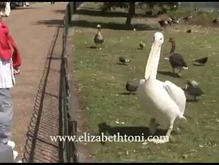 Bird eat another Bird!...interesting video!
