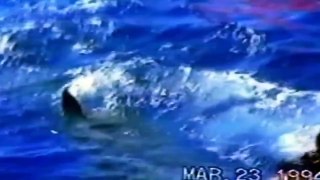 Why Great White Sharks Attack(full documentary)HD