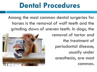 Veterinary surgery & Animals