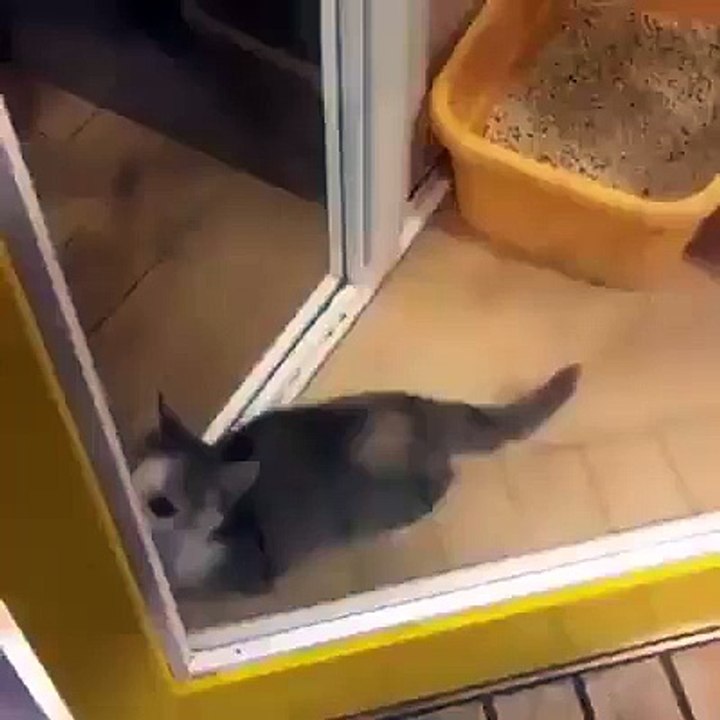 Cute Dancing Cat