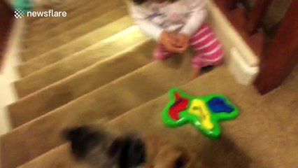 Toddler sets up a 'treat puzzle' for pet Yorkshire Terrier