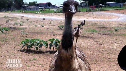 Animals Attack Compilation! | JukinVideo