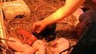 Conjoined twin pigs born in China