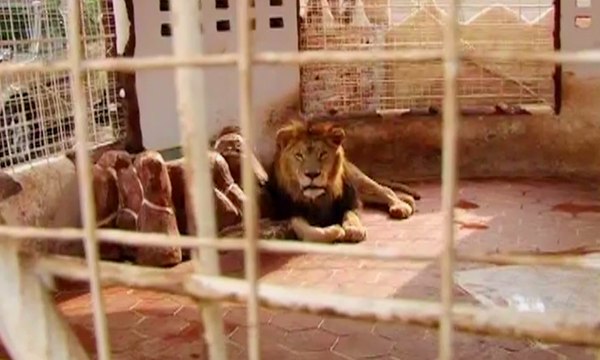 lioness gives birth to four cubs in Multan