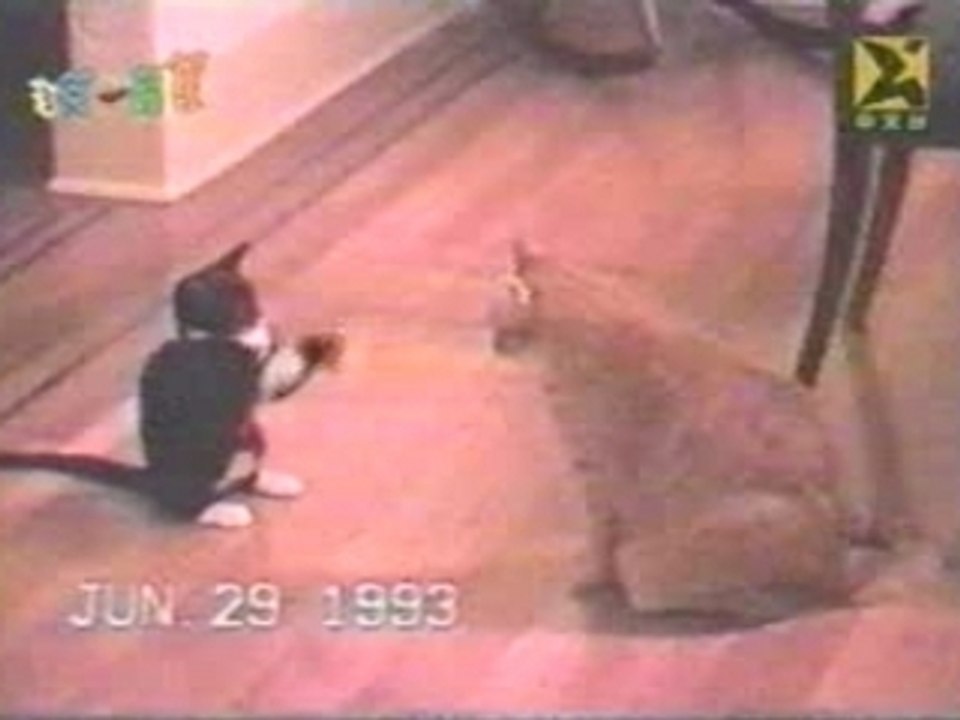 karate cat vs sumo cat