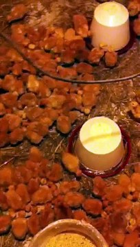 Poussins d'un jour Les poulets de celine