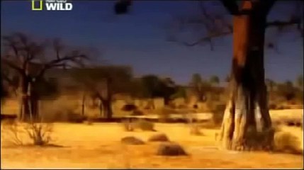 Lions kill buffalo | Animals Attack | Willdife Documentary 2015