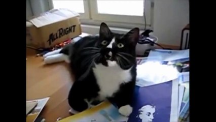 Funny Cats Compilation part 2 -Pets Cute . Best Ever