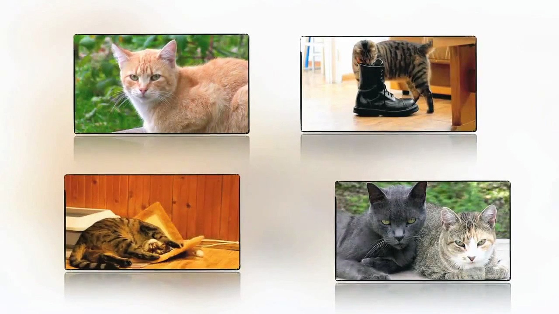 ⁣Veterinary surgery & Cats