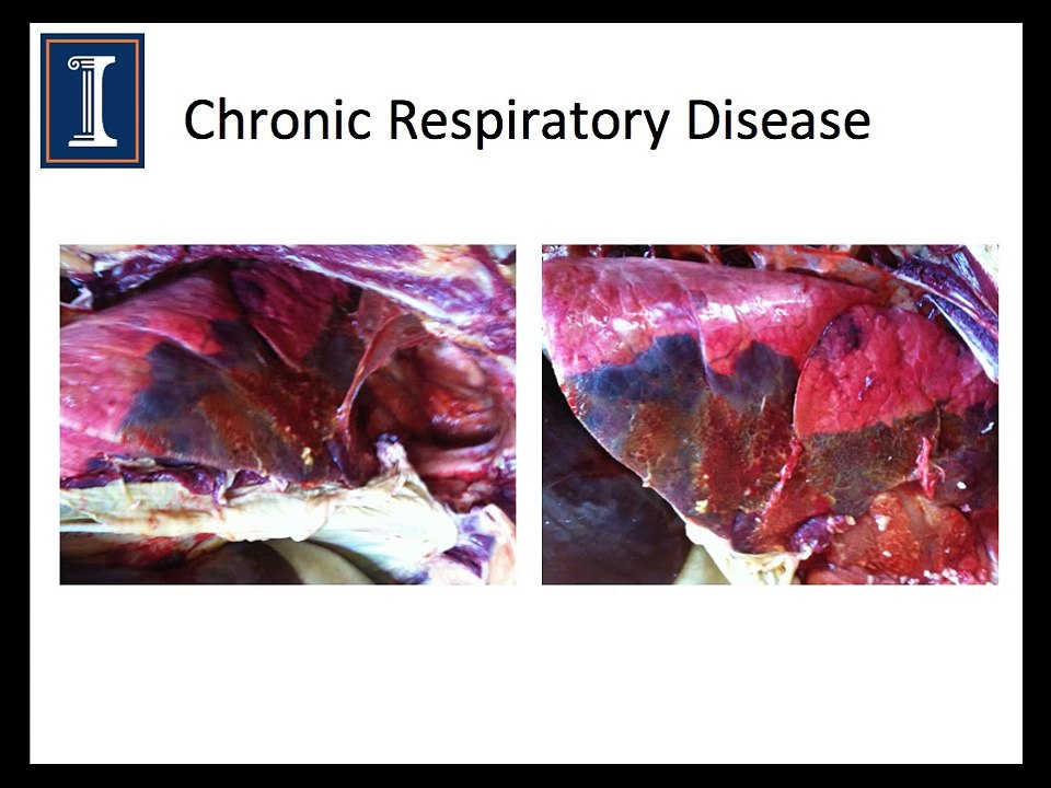 Respiratory disease & Cattle