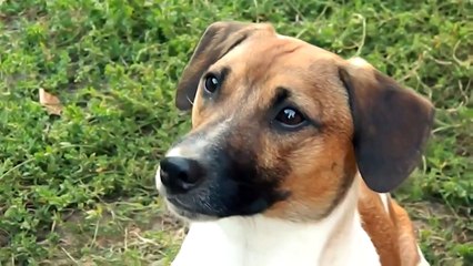 Собака говорит мама