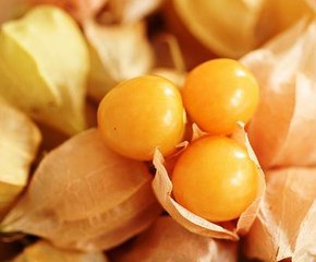 فوائد الحرنكش الصحية