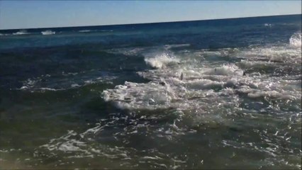 Shark is eating a few meters from the beach in Panama!