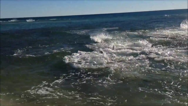 Shark is eating a few meters from the beach in Panama!
