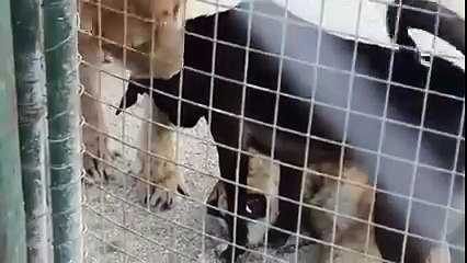 Phillip Roy Wasserman - Funny Video Of Dog -