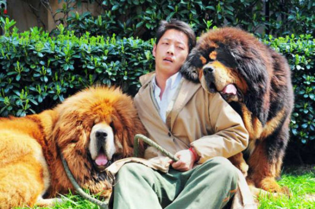 El perro más caro del mundo cuesta casi de 2 Millones de dolares